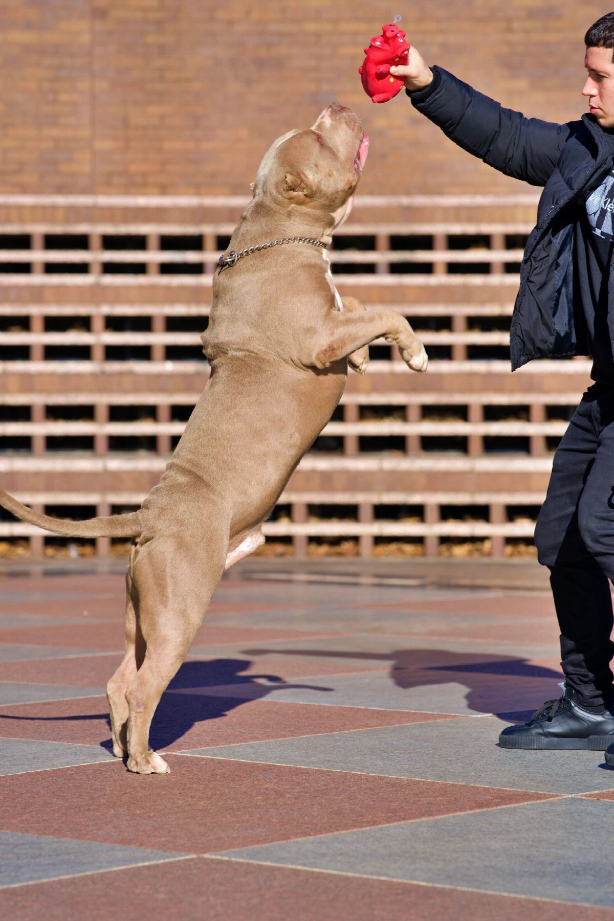 A dog leaping to catch a toy held up by its handler on a paved courtyard.